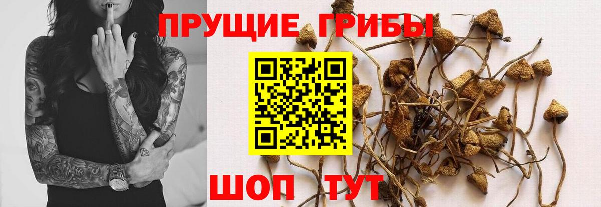 Красноярск  Галлюциногенные грибы MAGIC MUSHROOMS  Псилоцибиновые грибы Cubensis  Вход с VPN 